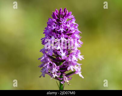 Violette Blüten der Pyramiden-Orchidee (Anacamptis pyramidalis) in freier Wildbahn. Zypern. Stockfoto