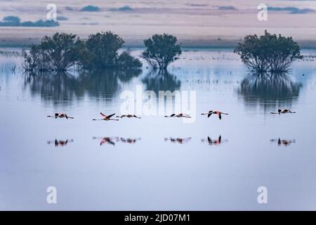 Eine Linie des größeren Flamingo (Phoenicopterus roseus), die über dem Wasser eines ruhigen Sees fliegt. Ammochostos, Zypern. Stockfoto