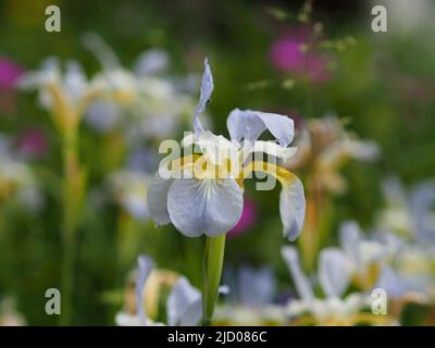 Sehr hübsche blassgelbe und weiße und violette Iris in einem Garten in Ottawa, Ontario, Kanada. Stockfoto