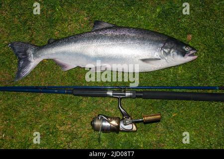 Ein Blick auf das Leben in Neuseeland. Frisch gefangener Wildlachs: Chinook: Königslachs. Gefangen auf einem Spinner, Freizeitfischen. Stockfoto