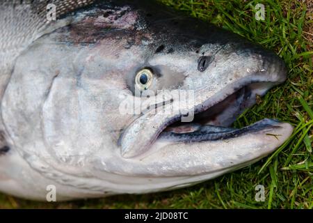 Ein Blick auf das Leben in Neuseeland. Frisch gefangener Wildlachs: Chinook: Königslachs. Gefangen auf einem Spinner, Freizeitfischen. Stockfoto