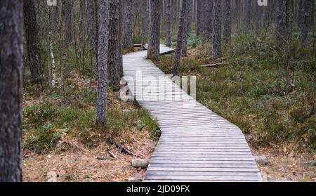 Ein Holzweg im Soomaa Nationalpark in Estland zwischen Wald und Sumpfland an einem klaren Tag Stockfoto