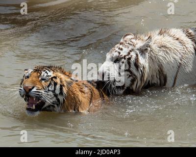 Eine wunderschöne weiße Variante eines bengalischen Tigers und ein traditionell farbiger bengalischer Tiger spielen nach der Rettung im erstaunlichen Wildtierschutzgebiet Stockfoto