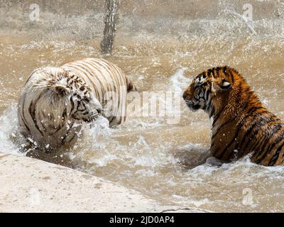 Eine wunderschöne weiße Variante eines bengalischen Tigers und ein traditionell farbiger bengalischer Tiger spielen nach der Rettung im erstaunlichen Wildtierschutzgebiet Stockfoto