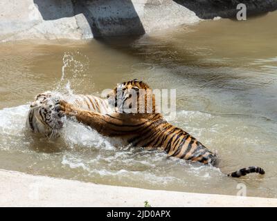 Eine wunderschöne weiße Variante eines bengalischen Tigers und ein traditionell farbiger bengalischer Tiger spielen nach der Rettung im erstaunlichen Wildtierschutzgebiet Stockfoto