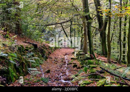 Stillgelegte Straße durch eine herbstliche Waldlandschaft Stockfoto