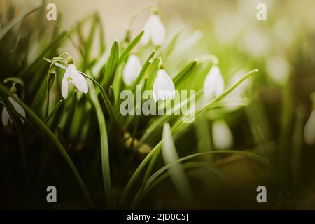 Weiße, zarte, schöne Blumen, Schneeglöckchen wachsen an einem sonnigen, warmen Frühlingstag zwischen dem grünen Gras. Blüht im frühen Frühjahr. Natur im März. Stockfoto