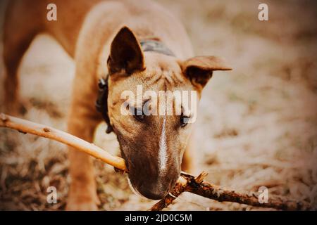 Niedlicher Ingwer-Bulle Terrier Welpe mit einem Kragen um den Hals bringt einen Holzstock auf einen Spaziergang. Spielen mit einem Haustier an der frischen Luft. Stockfoto