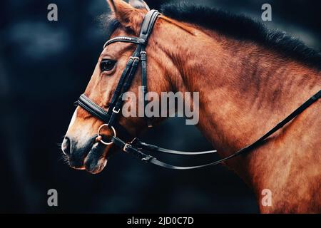 Porträt eines schönen Lorbeerpferdes mit einem Zaumzeug an der Schnauze in der Abenddämmerung. Reitsport. Stockfoto