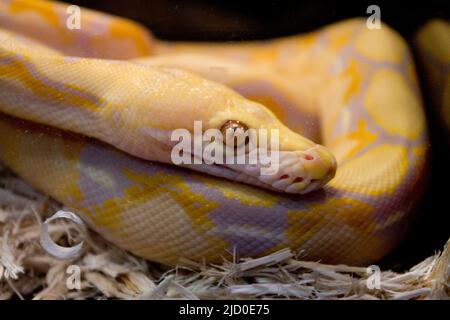 Nahaufnahme einer Albino-Python-Schlange, die während einer Reptilienschau in Arlington, Texas, aufgenommen wurde. Stockfoto