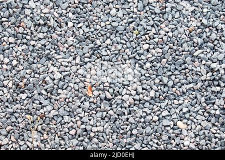 Kleiner Bereich mit hellgrauem Korn in Nahaufnahme, aufgenommen in der Draufsicht. Stockfoto
