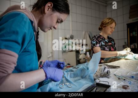 Natasha, eine Tierärztin, sterilisiert Katzen im Gostomel Shelter, wo 600 Tiere ihre Heimat haben und die während der Invasion von Russland aktiv angegriffen wurde - Gostomel, Oblast Kiew, Ukraine am 16. Juni 2022. Gostomel wurde vor 23 Jahren finanziert. Es bietet eine kostenlose Sterilisation für alle einheimischen Tiere. Nach der russischen Invasion wurde die Geschwindigkeit erhöht, da die staatliche Sterilisation eingestellt wurde und es viele weitere obdachlose Tiere gibt. Nach der Besetzung einiger Teile des Kiewer Gebiets wurden viele Menschen zur Flucht gezwungen, und es war unmöglich, Tiere mitzunehmen. Viele Tiere d Stockfoto