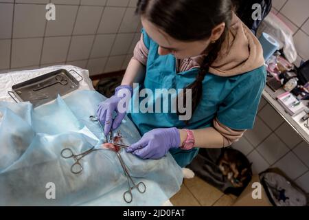 Natasha, eine Tierärztin, sterilisiert Katzen im Gostomel Shelter, wo 600 Tiere ihre Heimat haben und die während der Invasion von Russland aktiv angegriffen wurde - Gostomel, Oblast Kiew, Ukraine am 16. Juni 2022. Gostomel wurde vor 23 Jahren finanziert. Es bietet eine kostenlose Sterilisation für alle einheimischen Tiere. Nach der russischen Invasion wurde die Geschwindigkeit erhöht, da die staatliche Sterilisation eingestellt wurde und es viele weitere obdachlose Tiere gibt. Nach der Besetzung einiger Teile des Kiewer Gebiets wurden viele Menschen zur Flucht gezwungen, und es war unmöglich, Tiere mitzunehmen. Viele Tiere d Stockfoto