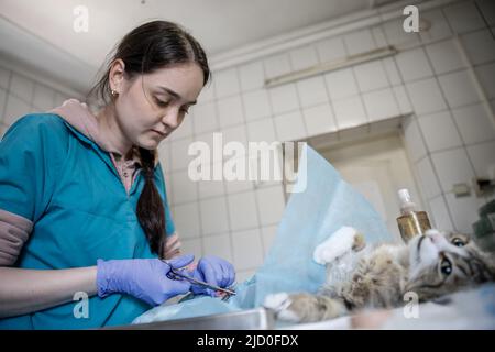 Natasha, eine Tierärztin, sterilisiert Katzen im Gostomel Shelter, wo 600 Tiere ihre Heimat haben und die während der Invasion von Russland aktiv angegriffen wurde - Gostomel, Oblast Kiew, Ukraine am 16. Juni 2022. Gostomel wurde vor 23 Jahren finanziert. Es bietet eine kostenlose Sterilisation für alle einheimischen Tiere. Nach der russischen Invasion wurde die Geschwindigkeit erhöht, da die staatliche Sterilisation eingestellt wurde und es viele weitere obdachlose Tiere gibt. Nach der Besetzung einiger Teile des Kiewer Gebiets wurden viele Menschen zur Flucht gezwungen, und es war unmöglich, Tiere mitzunehmen. Viele Tiere d Stockfoto