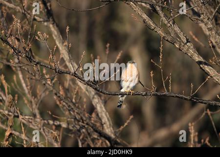 Eurasischer Sperber (Accipiter nisus nisosimilis) in Japan Stockfoto