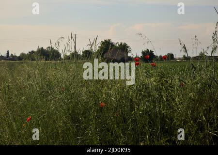 Verlassenes Landhaus auf einem Feld, das durch Gras und Mohnblumen gesehen wird Stockfoto