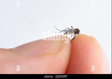 Mücke in menschlichen Fingern Makro Nahaufnahme isoliert Stockfoto