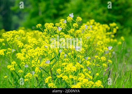 Aporia crataegi, pieridae. Viele Weißkohlfalter sitzen auf einer gelben Blume auf einem Feld auf grünem Hintergrund Stockfoto