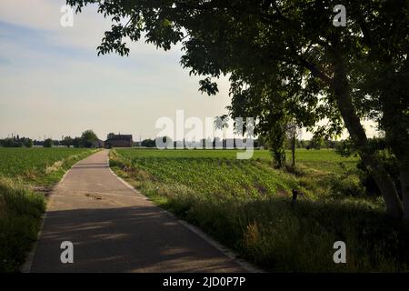 Landstraße, die von Feldern umgeben ist, die von einem Baum umrahmt werden, der sich darüber erstreckt Stockfoto