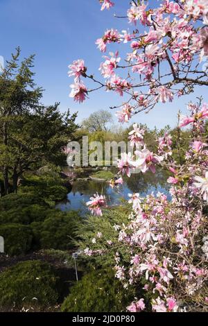 Rosafarbene und weiße Magnolienblüten und Teich im Japanischen Garten im Frühjahr, Montreal Botanical Garden, Quebec, Kanada. Stockfoto