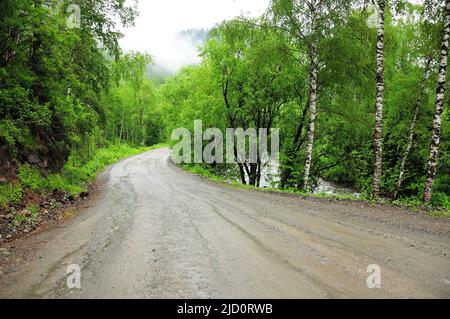 Kurvenreiche Schotterstraße, die nach dem Regen am Flussbett entlang durch den Morgenwald führt, mit Baumkronen im Nebel. Altai, Sibirien, Russland. Stockfoto