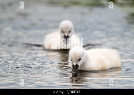 Zwei Cygnet-Geschwister schwimmen im Seewasser Stockfoto