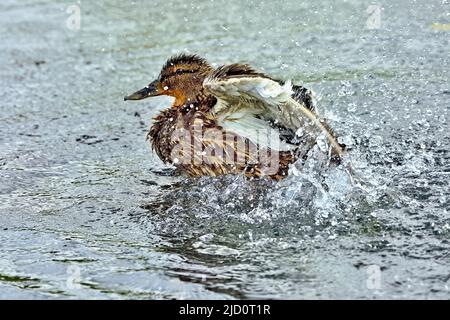 Eine weibliche Stockente (Anas platyrhynchos), die ihre Flügel schlägt und Wasser spritzt, während sie auf einem ruhigen See im ländlichen Alberta, Kanada, ein Bad nimmt Stockfoto