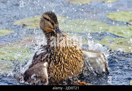 Eine weibliche Stockente (Anas platyrhynchos), die ihre Flügel schlägt und Wasser spritzt, während sie auf einem ruhigen See im ländlichen Alberta, Kanada, ein Bad nimmt Stockfoto