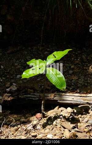 Junge Pflanze oder Sprossen oder Sämling, die auf trockenem Boden im Laubwald wächst. Konzept des Erdtages Stockfoto