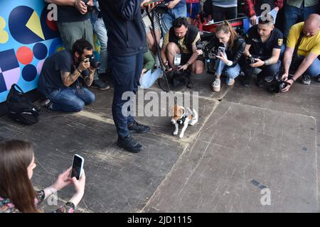 Lviv, Ukraine. 1.. Juni 2022. Journalisten fotografieren den berühmten Sapper-Hund Patron bei einem Besuch in Lemberg Patron ist ein ukrainischer explosiver Sniffer-Hund, Jack Russell Terrier, Maskottchen des Ukrainischen Notstands-Dienstes, der während des russisch-ukrainischen Krieges große Popularität erlangte. Nach Angaben des Staatlichen Notdienstes der Ukraine hatte Patron bis März 19 bei der Entdeckung von mehr als 90 Sprengkörpern geholfen, die von russischen Truppen installiert wurden. (Bild: © Pavlo Palamarchuk/SOPA Images via ZUMA Press Wire) Stockfoto