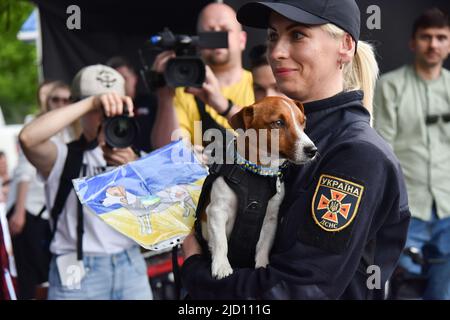 Lviv, Ukraine. 1.. Juni 2022. Der berühmte Sapper-Hund Patron, der bei einem Besuch in Lviv Patron gesehen wurde, ist ein ukrainischer explosiver Sniffer-Hund, Jack Russell Terrier, Maskottchen des Ukrainischen Notstands-Dienstes, der während des russisch-ukrainischen Krieges große Popularität erlangte. Nach Angaben des Staatlichen Notdienstes der Ukraine hatte Patron bis März 19 bei der Entdeckung von mehr als 90 Sprengkörpern geholfen, die von russischen Truppen installiert wurden. (Bild: © Pavlo Palamarchuk/SOPA Images via ZUMA Press Wire) Stockfoto