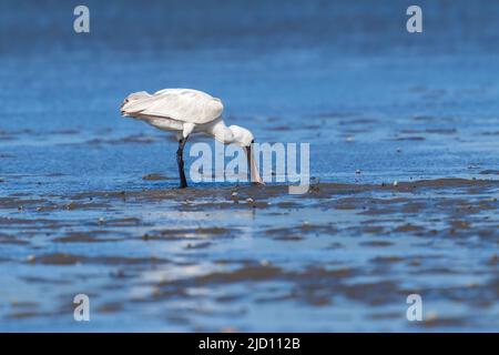 Wunderschöner königlicher oder schwarzer Löffler, der am Rande des Hafens von Tauranga, Neuseeland, watet und füttert. Stockfoto