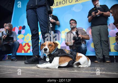 Lviv, Ukraine. 1.. Juni 2022. Der berühmte Sapper-Hund Patron, der bei einem Besuch in Lviv Patron gesehen wurde, ist ein ukrainischer explosiver Sniffer-Hund, Jack Russell Terrier, Maskottchen des Ukrainischen Notstands-Dienstes, der während des russisch-ukrainischen Krieges große Popularität erlangte. Nach Angaben des Staatlichen Notdienstes der Ukraine hatte Patron bis März 19 bei der Entdeckung von mehr als 90 Sprengkörpern geholfen, die von russischen Truppen installiert wurden. (Bild: © Pavlo Palamarchuk/SOPA Images via ZUMA Press Wire) Stockfoto