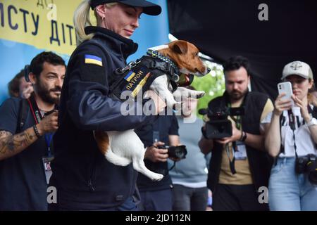 Lviv, Ukraine. 1.. Juni 2022. Ein Mitarbeiter des staatlichen Notdienstes der Ukraine hält den berühmten Sapper-Hund Patron während eines Besuchs in Lviv Patron ist ein ukrainischer explosiver Sniffer-Hund, Jack Russell Terrier, Maskottchen des ukrainischen Notdienstes, der während des russisch-ukrainischen Krieges große Popularität gewann. Nach Angaben des Staatlichen Notdienstes der Ukraine hatte Patron bis März 19 bei der Entdeckung von mehr als 90 Sprengkörpern geholfen, die von russischen Truppen installiert wurden. (Bild: © Pavlo Palamarchuk/SOPA Images via ZUMA Press Wire) Stockfoto