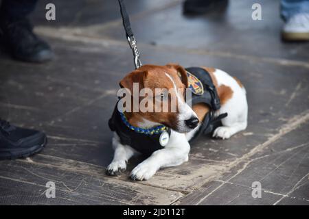 Lviv, Ukraine. 1.. Juni 2022. Der berühmte Sapper-Hund Patron, der bei einem Besuch in Lviv Patron gesehen wurde, ist ein ukrainischer explosiver Sniffer-Hund, Jack Russell Terrier, Maskottchen des Ukrainischen Notstands-Dienstes, der während des russisch-ukrainischen Krieges große Popularität erlangte. Nach Angaben des Staatlichen Notdienstes der Ukraine hatte Patron bis März 19 bei der Entdeckung von mehr als 90 Sprengkörpern geholfen, die von russischen Truppen installiert wurden. (Bild: © Pavlo Palamarchuk/SOPA Images via ZUMA Press Wire) Stockfoto