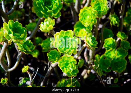 Aeonium Balsamiferum Pflanze in der Wildnis Stockfoto