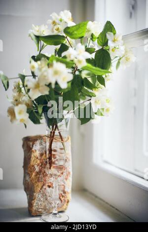 Ein Bouquet von Jasminblüten in einem Weinglas auf einer Fensterbank. Vertikales Foto. Stockfoto