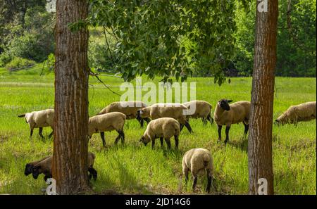 Eine Gruppe Schafe auf einer Weide steht nebeneinander. Eine kleine Herde von Suffolk Schafen mit schwarzem Gesicht und Beinen in einem Sommer Wiese-Reise-Foto, keine peo Stockfoto