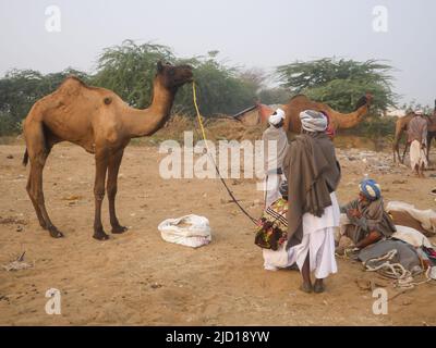 Pushkar, Rajasthan Indien - 14. November 2021 : Kamele versammelten sich für den Handel auf Indiens Top-Kamel-Festival auf der Pushkar Camel Fair Stockfoto