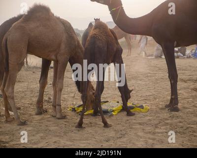 Pushkar, Rajasthan Indien - 14. November 2021 : Kamele versammelten sich für den Handel auf Indiens Top-Kamel-Festival auf der Pushkar Camel Fair Stockfoto