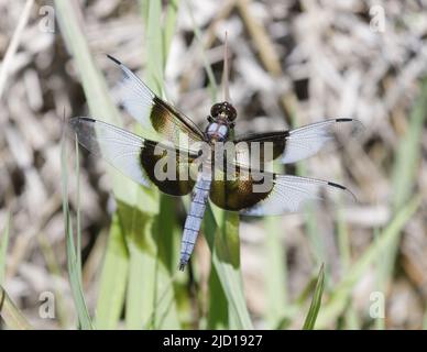 Witwe Skimmer Männlich. Foothills Park, Santa Clara County, Kalifornien, USA. Stockfoto