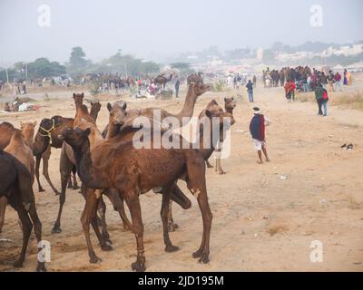 Pushkar, Rajasthan Indien - 14. November 2021 : Kamele versammelten sich für den Handel auf Indiens Top-Kamel-Festival auf der Pushkar Camel Fair Stockfoto