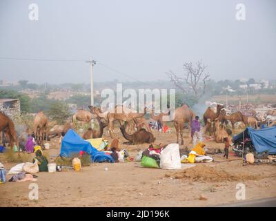 Pushkar, Rajasthan Indien - 14. November 2021 : Kamele versammelten sich für den Handel auf Indiens Top-Kamel-Festival auf der Pushkar Camel Fair Stockfoto