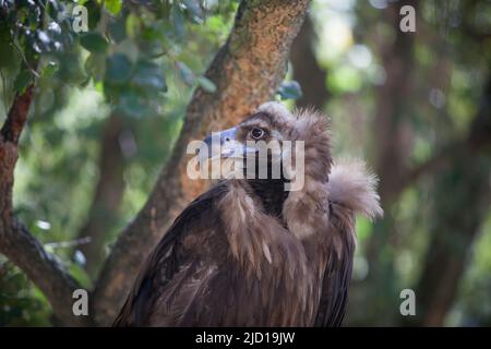 Aegypius monachus, der im Wald thront und auch Aegypius monachus genannt wird. Selektiver Fokus Stockfoto