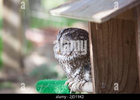 Verschlafter Waldkauz, der vor einem Holzkisten-Nest thront. Selektiver Fokus Stockfoto