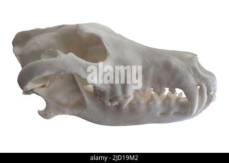 Der iberische Wolf cranium wird auch canis lupus signatus genannt. Isoliert auf weißem Hintergrund Stockfoto