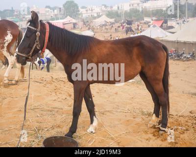Pushkar, Rajasthan Indien - 14. November 2021 : Pferde versammelten sich für den Handel auf Indiens Top-Rinderfest auf der Pushkar Camel Fair. Stockfoto