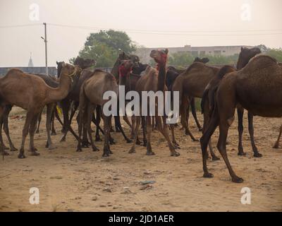 Kamele versammelten sich zum Handel auf der kamelmesse pushkar in Indien Stockfoto