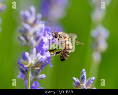 Makro-Nahaufnahme einer Biene, die eine Blume bestäubt. Stockfoto