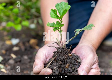 Ein Bauer, der den Boden mit einem Säling mit seinen Händen schützt und hält. Stockfoto